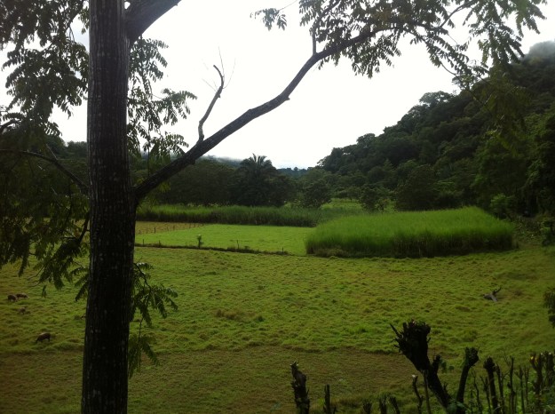 Farm For Sale in Montelimar