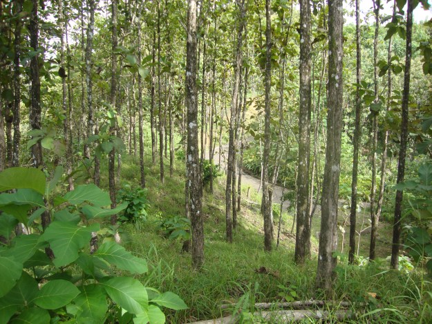 Property for Sale in Plantation, Costa Rica