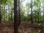 Teak Farm for Sale - Tulin